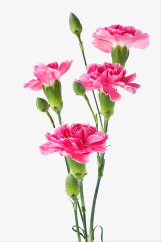 实物粉色康乃馨png免抠