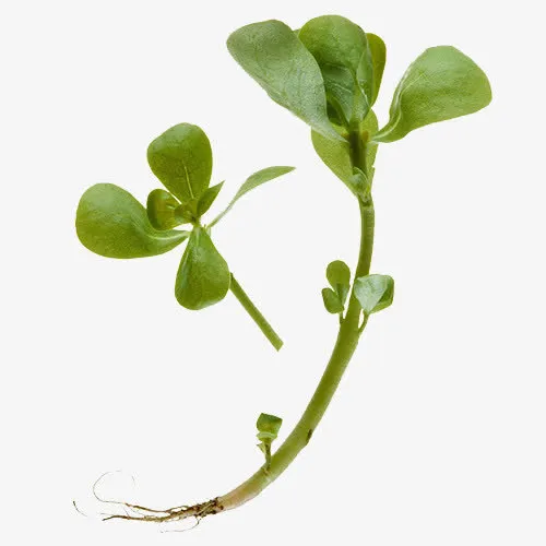 马苋 五行草 长命菜 五方草免抠