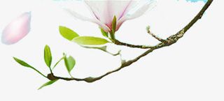 春天环保手绘淡雅花朵免抠