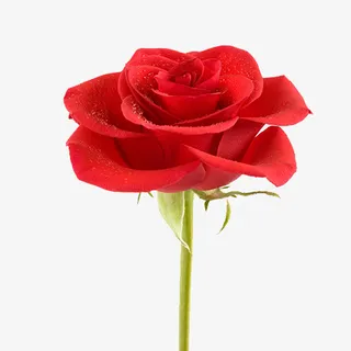 红色玫瑰  浪漫之选免抠
