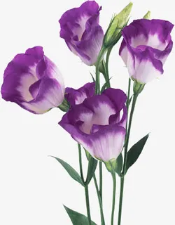 虞美人免抠 虞美人免抠