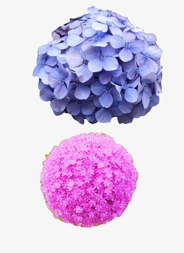鲜花摄影免抠