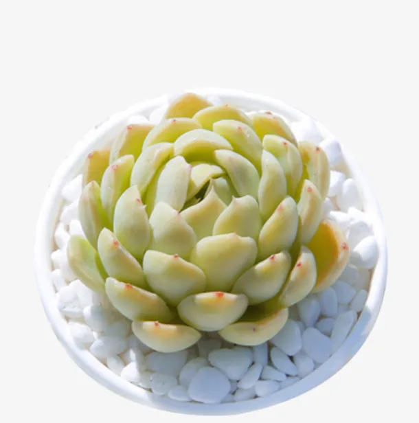 观音莲 多肉植物 星影盆栽免抠