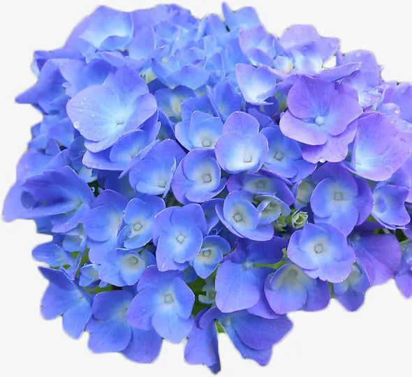 婚礼花门装饰图案免抠