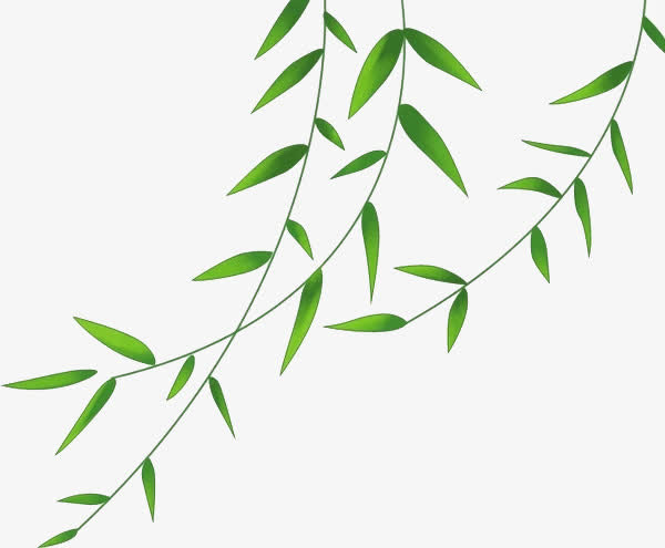 卡通手绘柳叶免抠