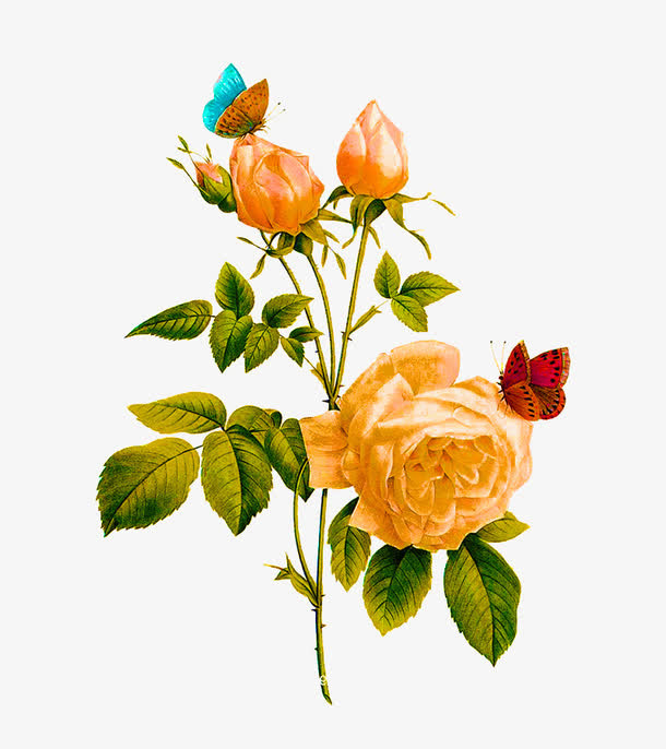 月季花上的蝴蝶免抠