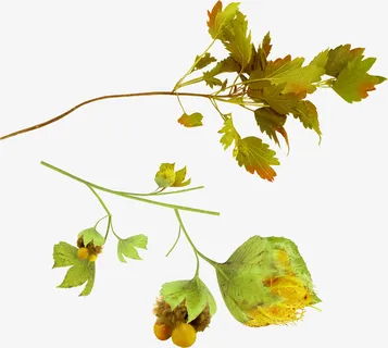 黄色果实和叶子免抠