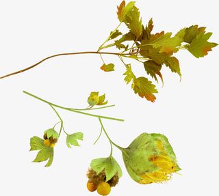 黄色果实和叶子免抠