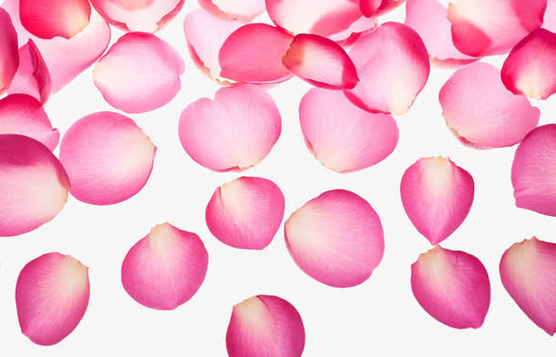 精美粉色玫瑰花瓣免抠