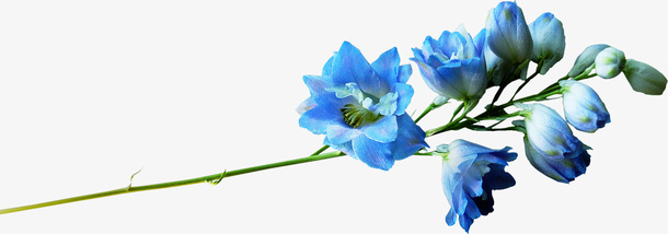 花卉免抠