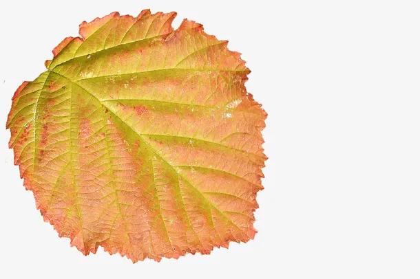 大片单片棕红色落叶免抠