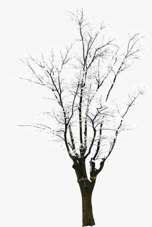 冬季雪后树枝装饰免抠