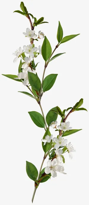 垂丝海棠花枝免抠