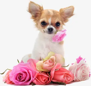 卡通小狗玫瑰花免抠