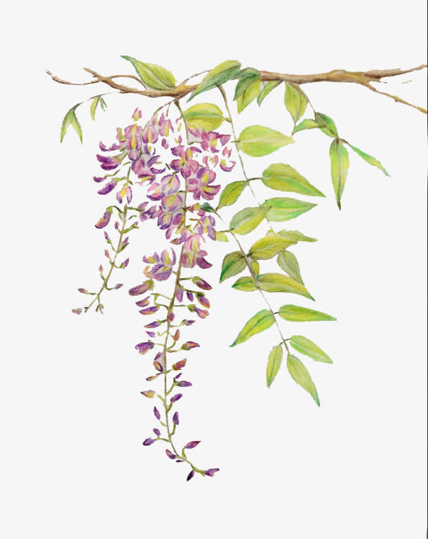 色彩手绘的紫藤花免抠