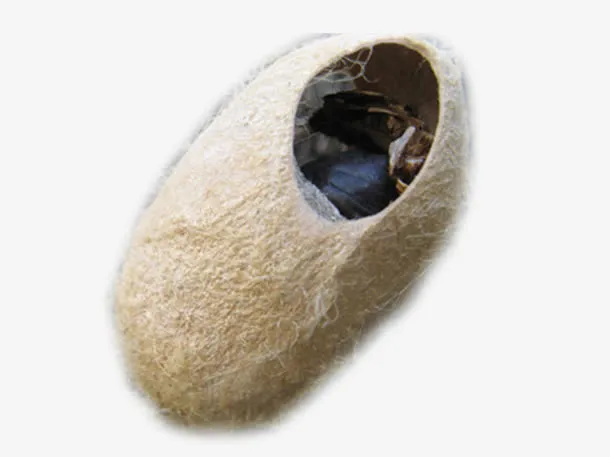 蚕蛹破茧免抠