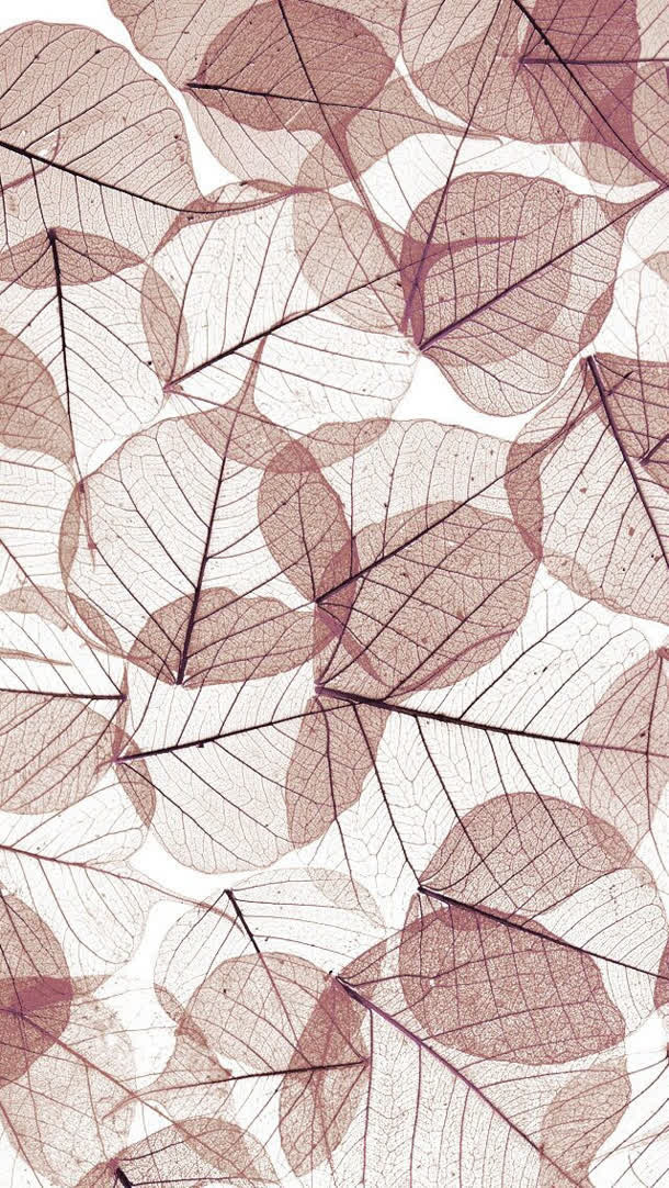 创意元素树叶纹理复古高清免抠