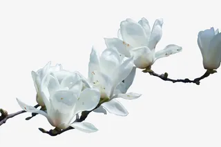 白色玉兰花免扣素材免抠