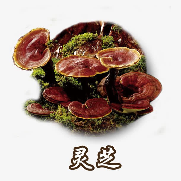 灵芝药材中药植物免抠