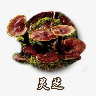 灵芝药材中药植物免抠