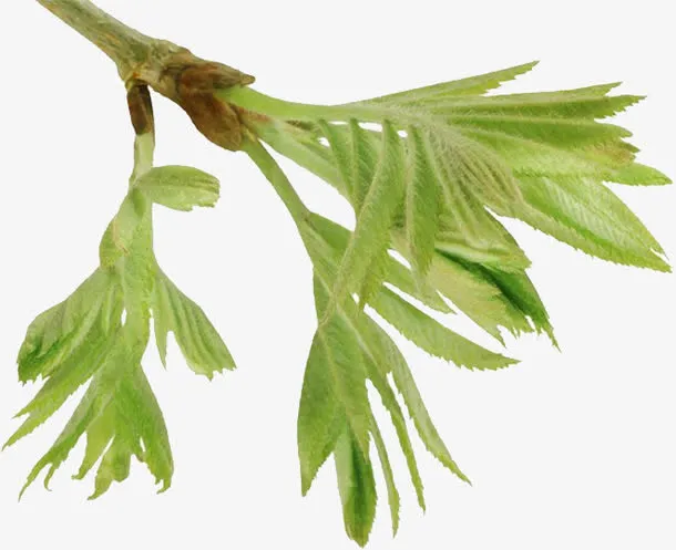 树枝嫩芽免抠
