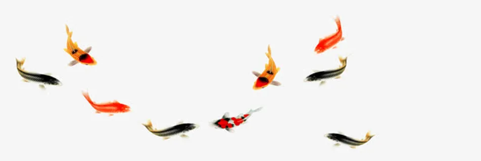 漂亮的鲤鱼免抠