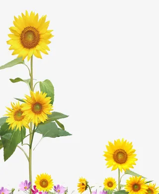 手绘向日葵墙绘免抠