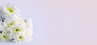 清新白菊背景高清