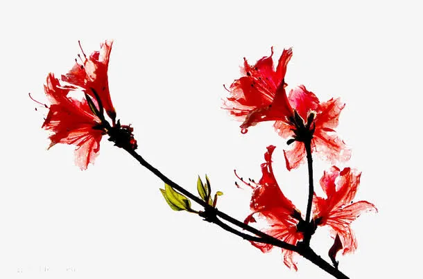 杜鹃花树枝免抠