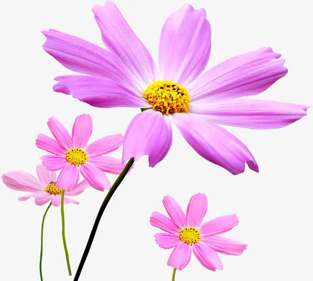 春天手绘环保粉色花朵免抠