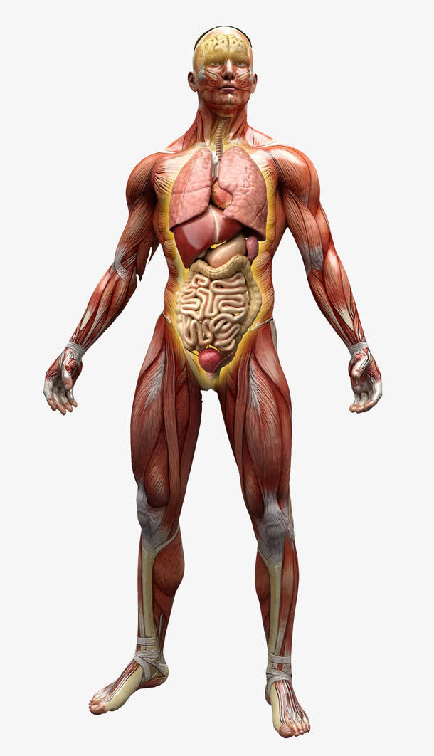 人体躯干器官免抠