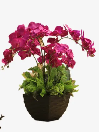 蝴蝶兰盆栽免抠