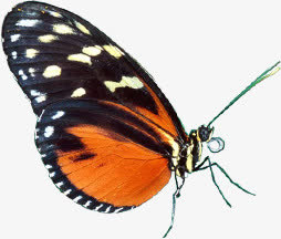 春天黄色风景蝴蝶免抠装饰动物元素