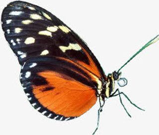 春天黄色风景蝴蝶免抠装饰动物元素