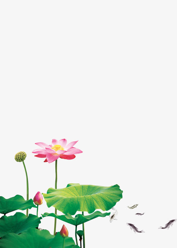 荷花免抠