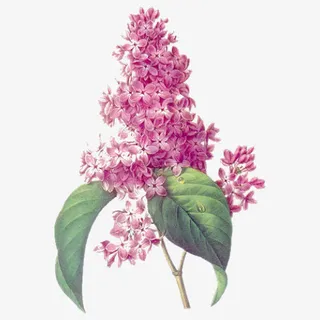 手绘带水珠的粉丁香插画免抠免抠