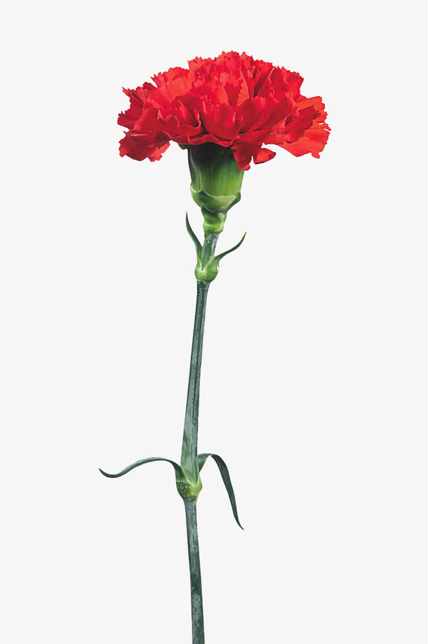 母亲节送的花免抠
