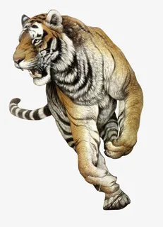 手绘老虎免抠