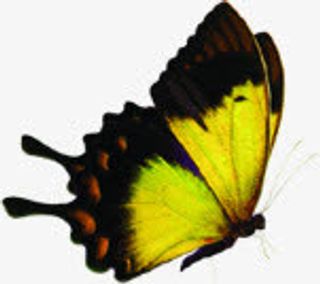 黄绿色春季清新蝴蝶免抠