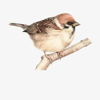 麻雀站在树枝上免抠