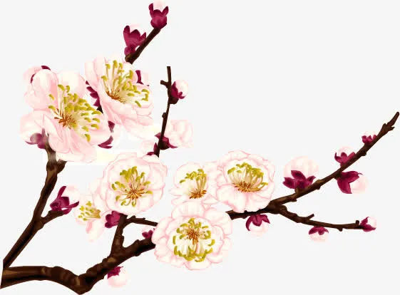 国画梅花免抠