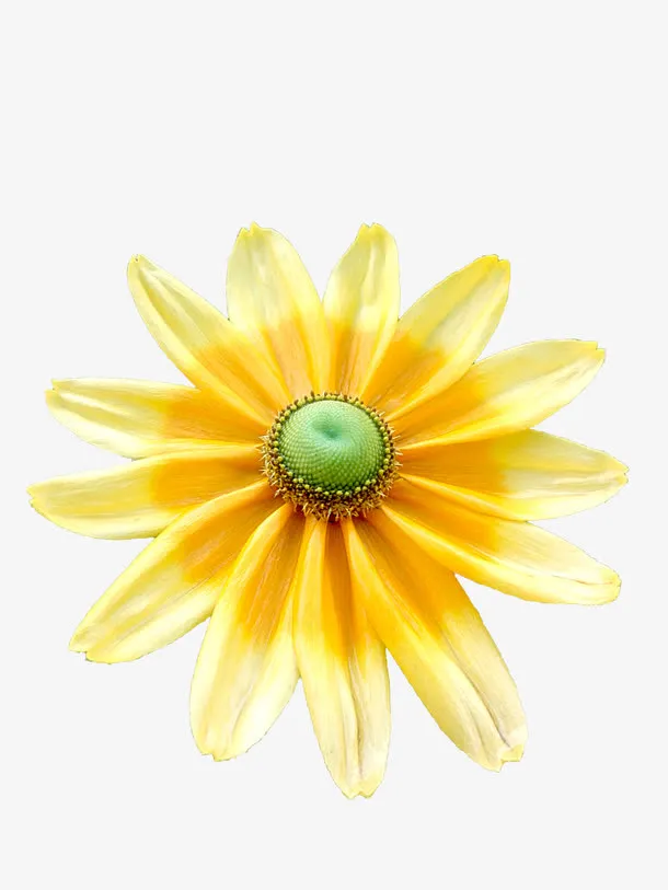 黄色的花免抠