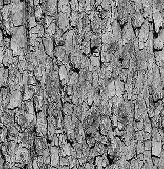 灰色高清大树纹理免抠