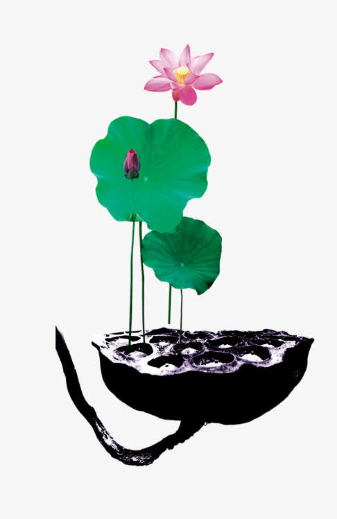 莲蓬莲花免抠