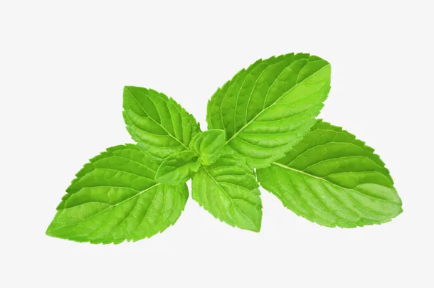 薄荷绿色植物免抠