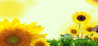 唯美向日葵背景海报