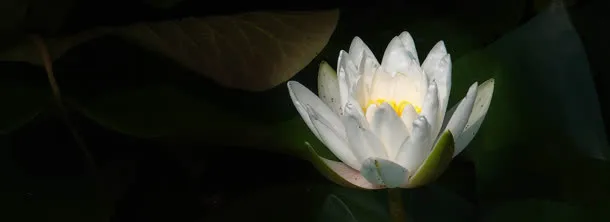 荷花免抠