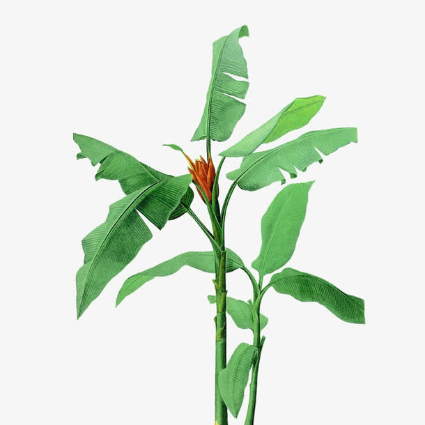 绿色芭蕉叶花朵素材免抠
