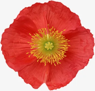 植物花草素材卡通免抠