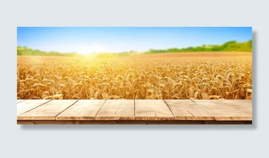 五谷杂粮麦子背景广告素材下载高清